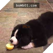 Cười nắc nẻ với 17 chú chó ngây thơ như đến từ hành tinh khác, nhất là số 2 6