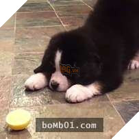 Cười nắc nẻ với 17 chú chó ngây thơ như đến từ hành tinh khác, nhất là số 2 5