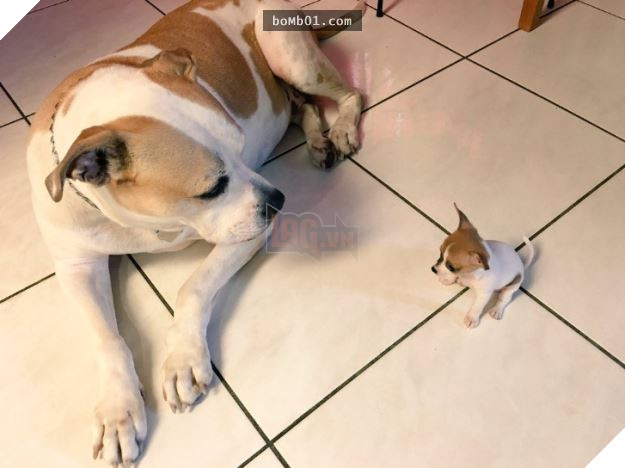 Cười nắc nẻ với 17 chú chó ngây thơ như đến từ hành tinh khác, nhất là số 2 9