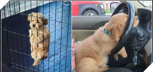 Cười nắc nẻ với 17 chú chó ngây thơ như đến từ hành tinh khác, nhất là số 2