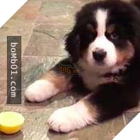 Cười nắc nẻ với 17 chú chó ngây thơ như đến từ hành tinh khác, nhất là số 2 7