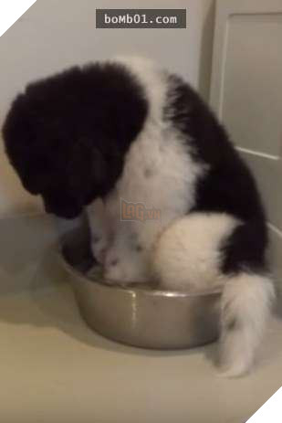 Cười nắc nẻ với 17 chú chó ngây thơ như đến từ hành tinh khác, nhất là số 2 2