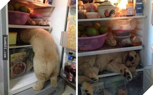 Cười nắc nẻ với 17 chú chó ngây thơ như đến từ hành tinh khác, nhất là số 2 11