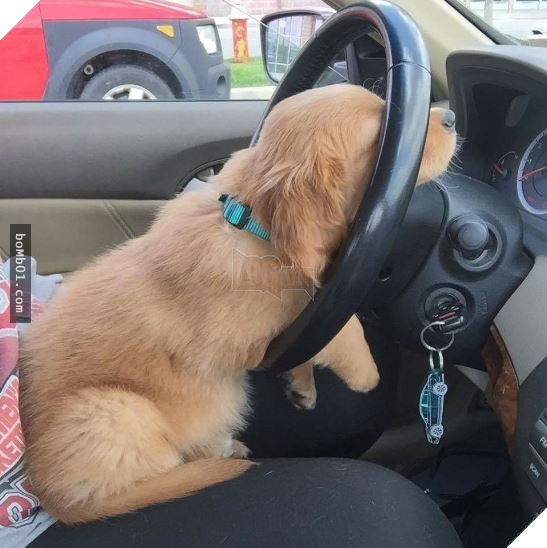 Cười nắc nẻ với 17 chú chó ngây thơ như đến từ hành tinh khác, nhất là số 2 12