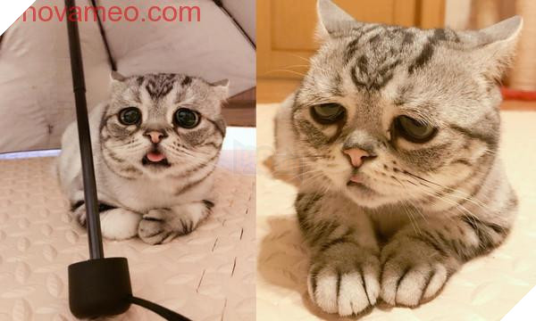 ‘Không cho tôi ăn… Tôi khóc cho xem!’ Chú mèo phóng ra ánh mắt vô tội, dân mạng tan chảy: Cho em tất cả