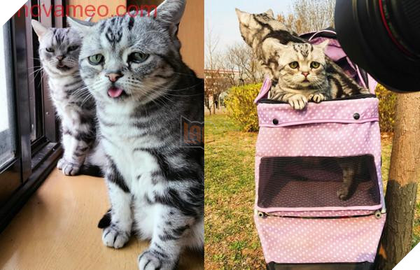 ‘Không cho tôi ăn… Tôi khóc cho xem!’ Chú mèo phóng ra ánh mắt vô tội, dân mạng tan chảy: Cho em tất cả 2