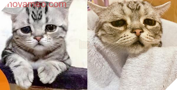 ‘Không cho tôi ăn… Tôi khóc cho xem!’ Chú mèo phóng ra ánh mắt vô tội, dân mạng tan chảy: Cho em tất cả 3