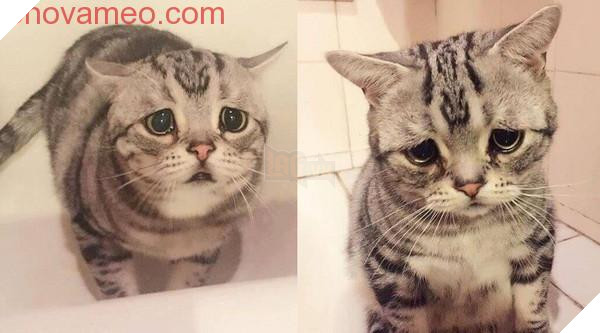 ‘Không cho tôi ăn… Tôi khóc cho xem!’ Chú mèo phóng ra ánh mắt vô tội, dân mạng tan chảy: Cho em tất cả 4