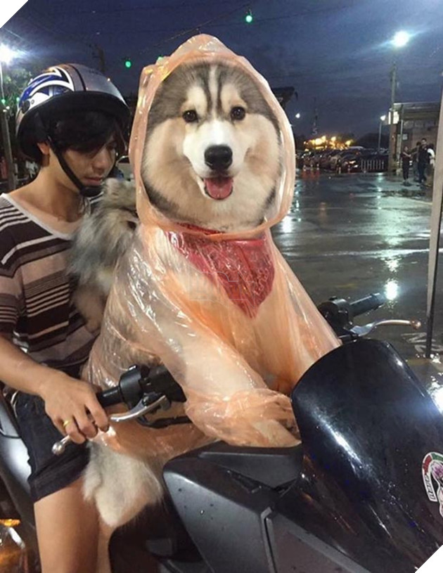 những chú chó nổi tiếng vì đáng yêu