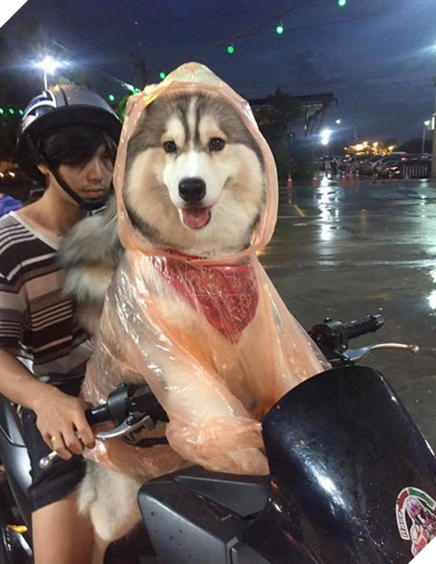 những chú chó nổi tiếng vì đáng yêu