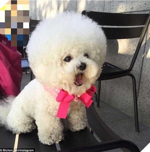 những chú chó nổi tiếng vì đáng yêu