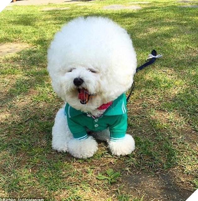 những chú chó nổi tiếng vì đáng yêu