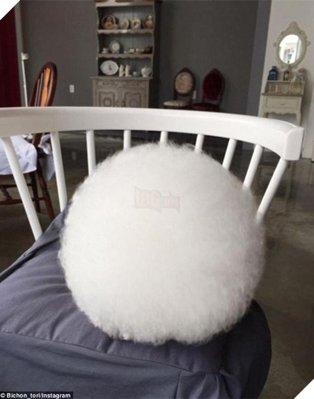 những chú chó nổi tiếng vì đáng yêu