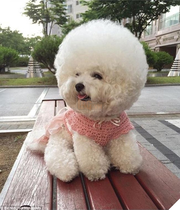 những chú chó nổi tiếng vì đáng yêu