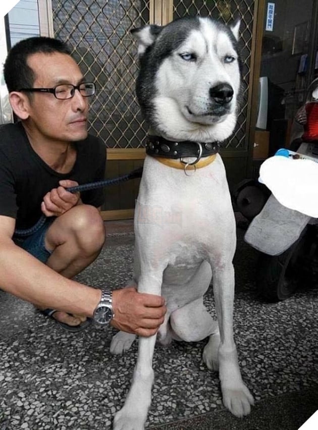 những chú chó nổi tiếng vì đáng yêu