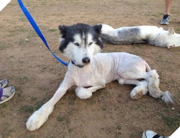 những chú chó nổi tiếng vì đáng yêu