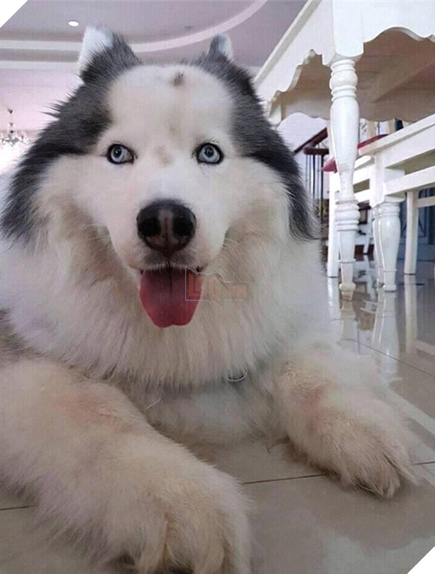 những chú chó nổi tiếng vì đáng yêu