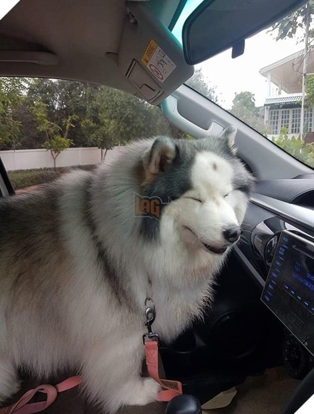 những chú chó nổi tiếng vì đáng yêu