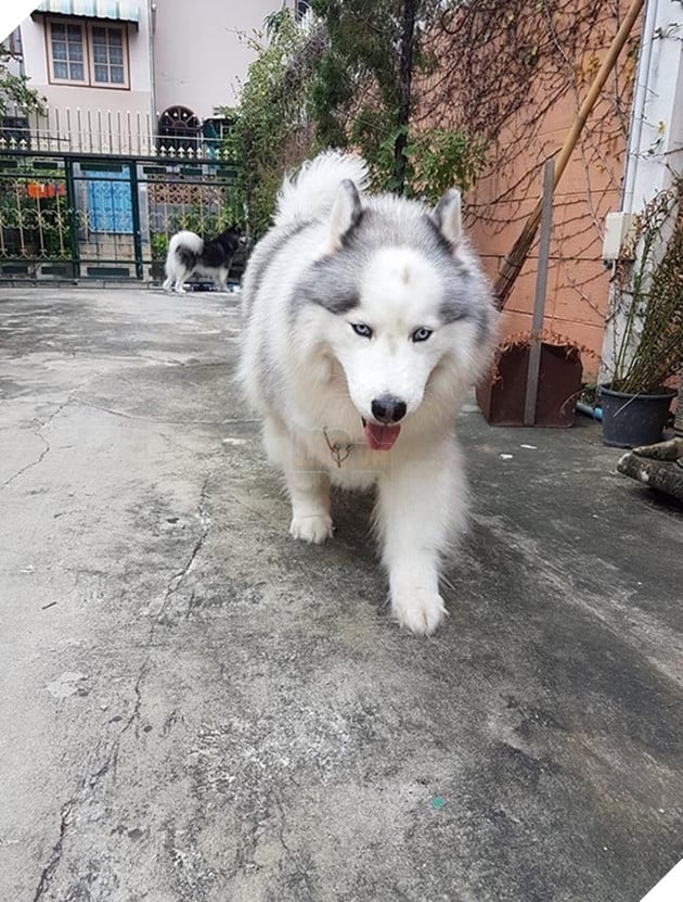 những chú chó nổi tiếng vì đáng yêu