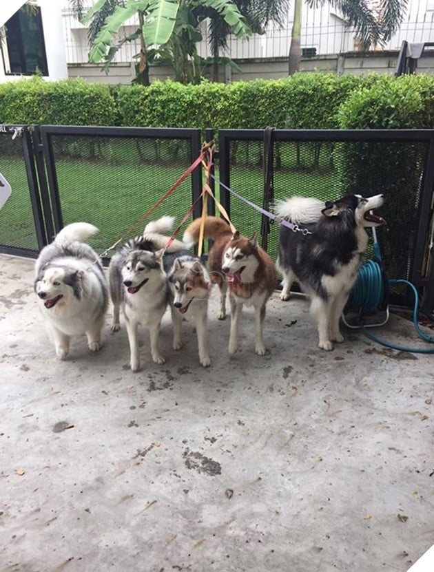 những chú chó nổi tiếng vì đáng yêu