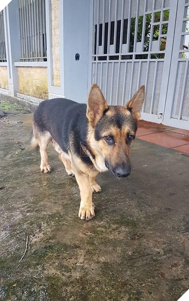 những chú chó nổi tiếng vì đáng yêu