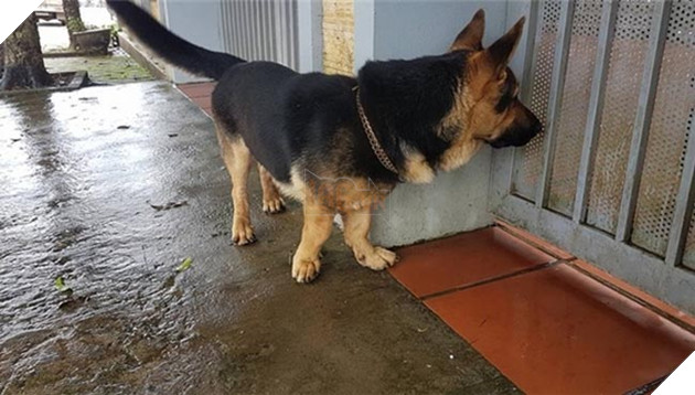 những chú chó nổi tiếng vì đáng yêu