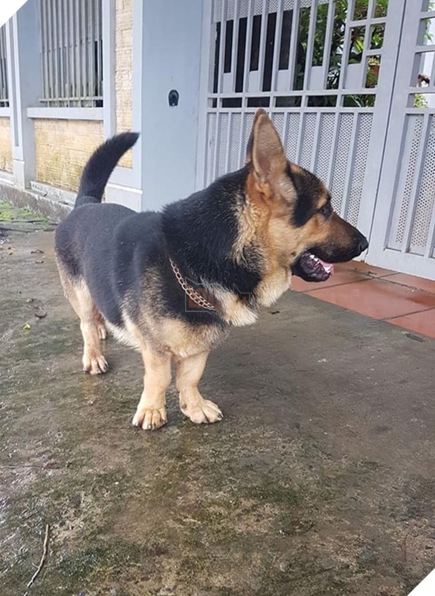 những chú chó nổi tiếng vì đáng yêu