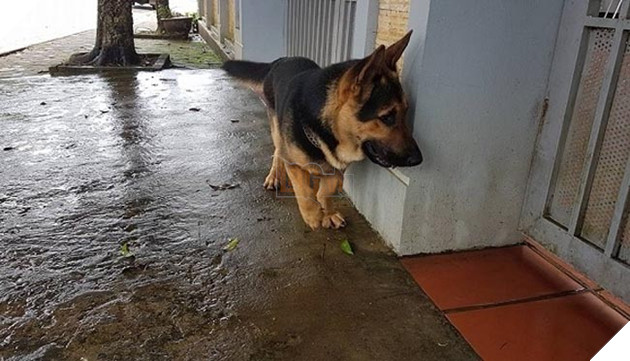 những chú chó nổi tiếng vì đáng yêu