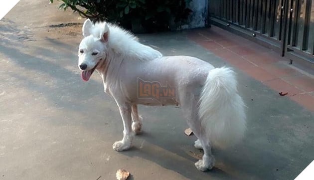 những chú chó nổi tiếng vì đáng yêu