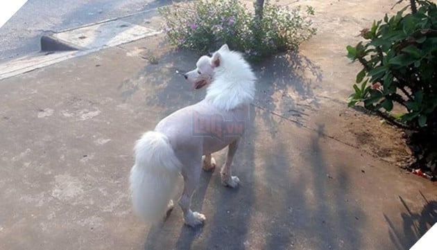 những chú chó nổi tiếng vì đáng yêu