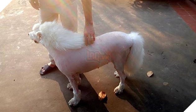 những chú chó nổi tiếng vì đáng yêu