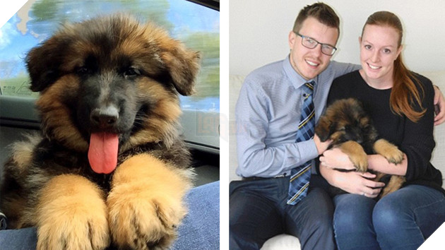 2t448HIOZCnLXsghLiIx_puppy5