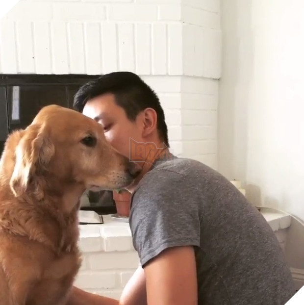 Chủ thì thầm bên tai chó vàng ‘Ta phải đi làm đây!’, phản ứng của nó cực ấm áp, làm tan chảy cư dân mạng