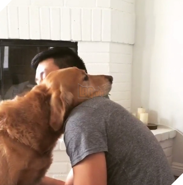 Chủ thì thầm bên tai chó vàng ‘Ta phải đi làm đây!’, phản ứng của nó cực ấm áp, làm tan chảy cư dân mạng 2