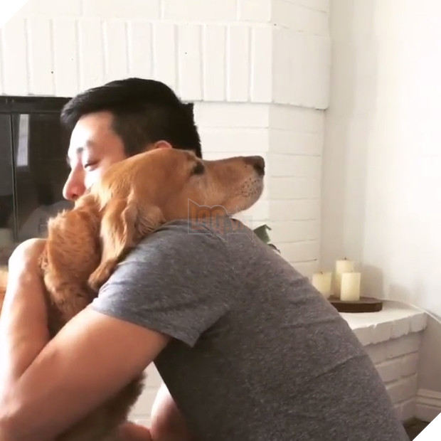 Chủ thì thầm bên tai chó vàng ‘Ta phải đi làm đây!’, phản ứng của nó cực ấm áp, làm tan chảy cư dân mạng 3