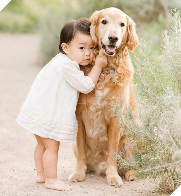 Chủ thì thầm bên tai chó vàng ‘Ta phải đi làm đây!’, phản ứng của nó cực ấm áp, làm tan chảy cư dân mạng 5