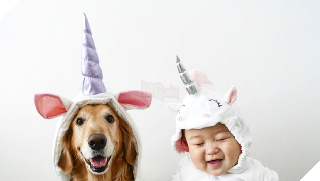 Chủ thì thầm bên tai chó vàng ‘Ta phải đi làm đây!’, phản ứng của nó cực ấm áp, làm tan chảy cư dân mạng 6