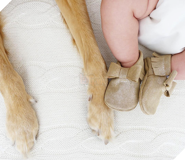 Chủ thì thầm bên tai chó vàng ‘Ta phải đi làm đây!’, phản ứng của nó cực ấm áp, làm tan chảy cư dân mạng 10