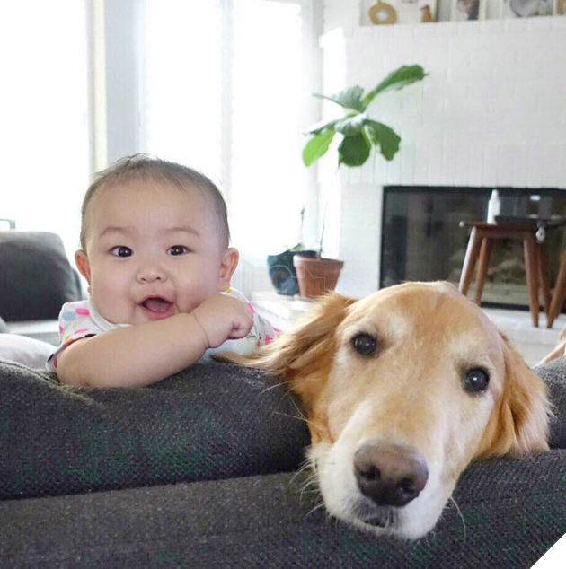 Chủ thì thầm bên tai chó vàng ‘Ta phải đi làm đây!’, phản ứng của nó cực ấm áp, làm tan chảy cư dân mạng 11