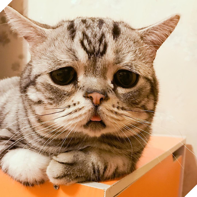 Rụng rời với chú mèo có khuôn mặt buồn rầu ngây thơ vô tội 6