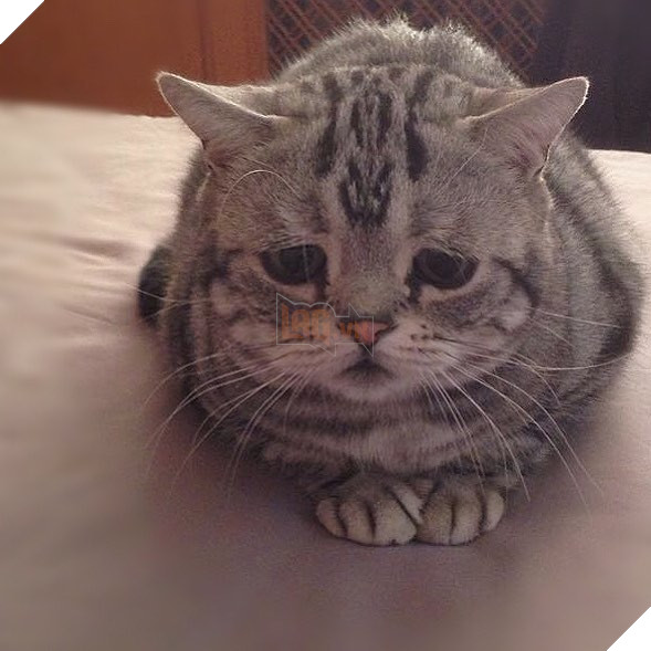 Rụng rời với chú mèo có khuôn mặt buồn rầu ngây thơ vô tội 7