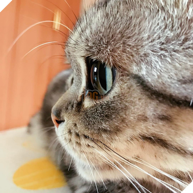 Rụng rời với chú mèo có khuôn mặt buồn rầu ngây thơ vô tội 11