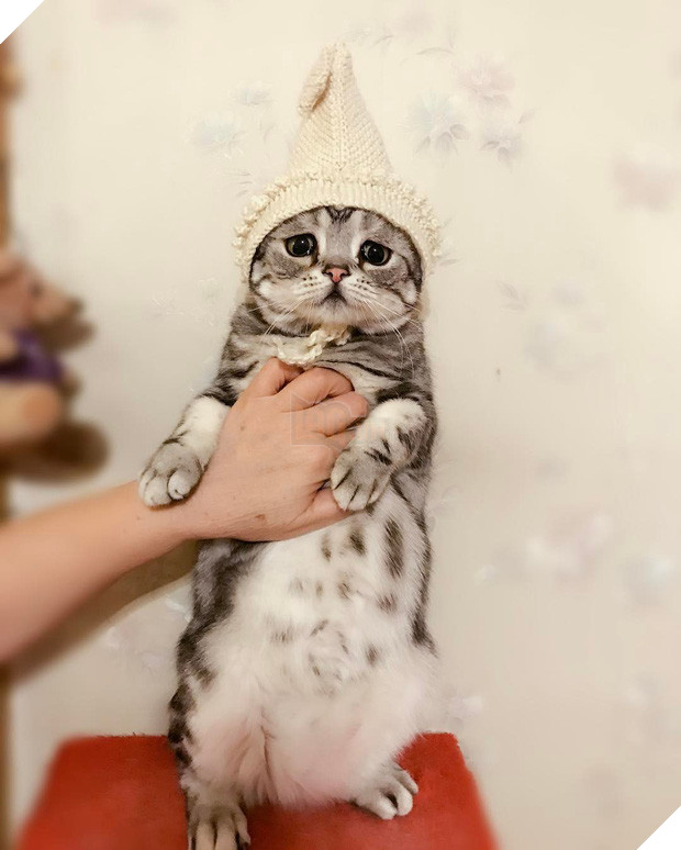 Khi boss nhà bạn chẳng may có đôi mắt buồn và gương mặt ngây thơ vô tội - Ảnh 9.