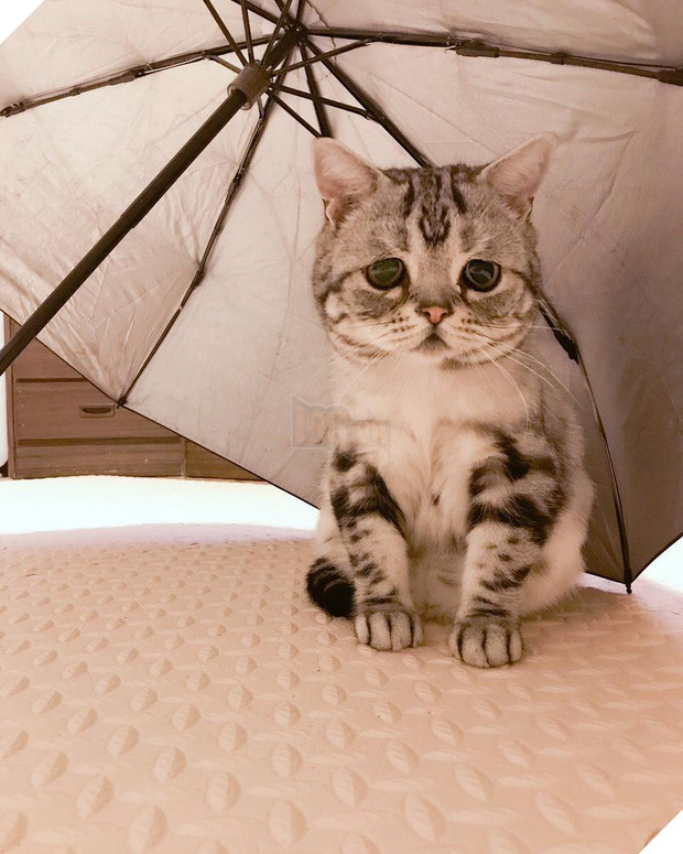 Khi boss nhà bạn chẳng may có đôi mắt buồn và gương mặt ngây thơ vô tội - Ảnh 10.