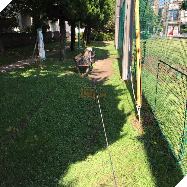 Nàng cún Shiba lầy lội: đã ra đường là không bao giờ chịu về nhà - Ảnh 2.