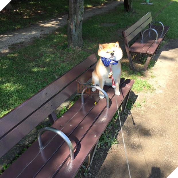 Nàng cún Shiba lầy lội: đã ra đường là không bao giờ chịu về nhà - Ảnh 10.