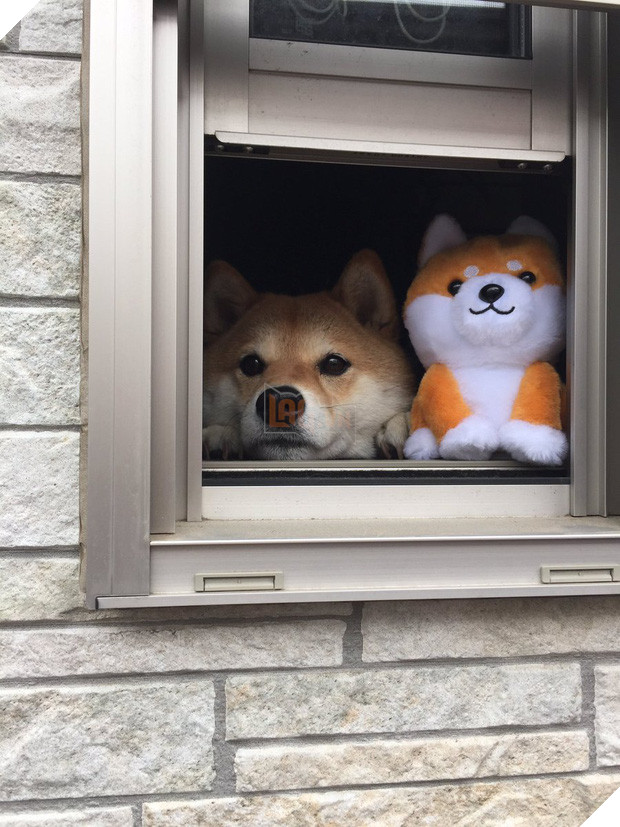 Nàng cún Shiba lầy lội: đã ra đường là không bao giờ chịu về nhà - Ảnh 15.