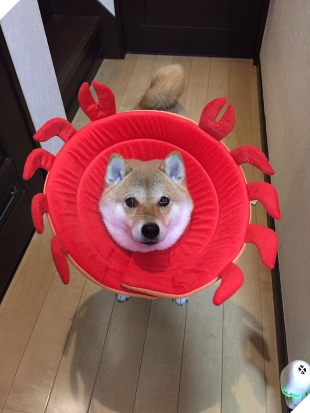 N&#224;ng c&#250;n Shiba lầy lội: đ&#227; ra đường l&#224; kh&#244;ng bao giờ chịu về nh&#224; - Ảnh 9.