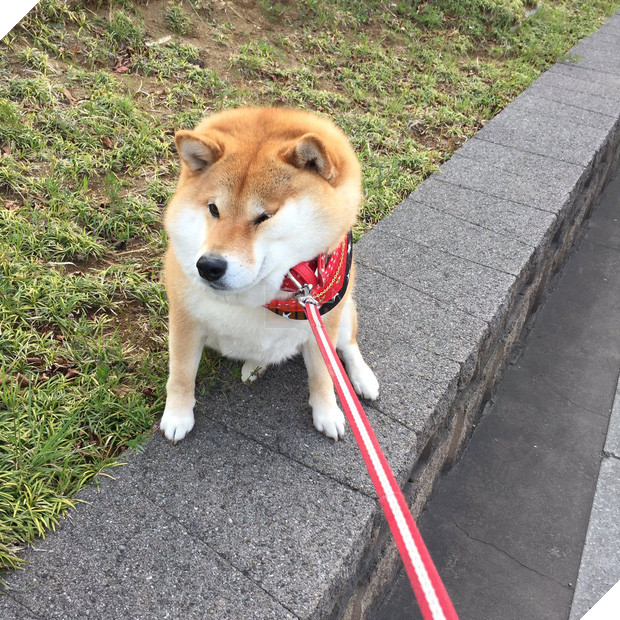 Nàng cún Shiba lầy lội: đã ra đường là không bao giờ chịu về nhà - Ảnh 14.