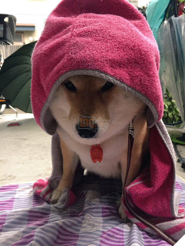 N&#224;ng c&#250;n Shiba lầy lội: đ&#227; ra đường l&#224; kh&#244;ng bao giờ chịu về nh&#224; - Ảnh 9.